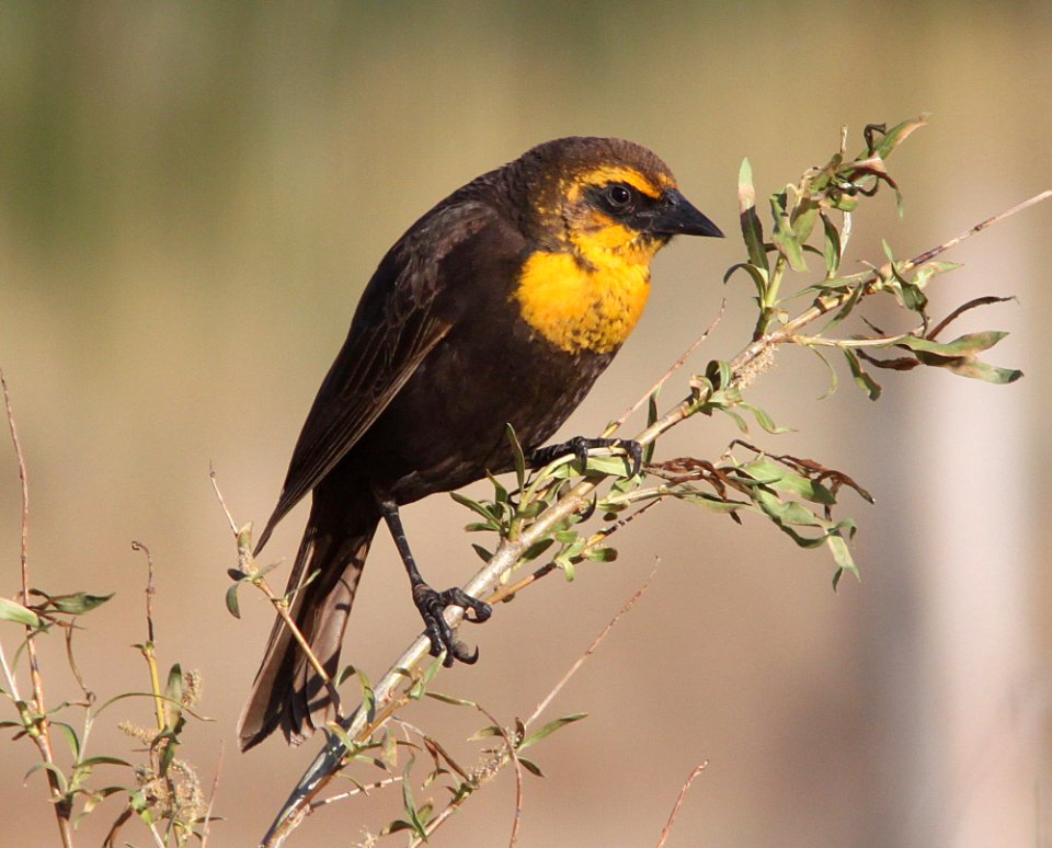 BLACKBIRD, YELLOW-HEADED (5-7-11) bog hole, scc, az -03