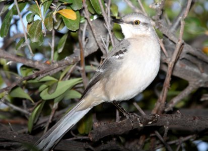 MOCKINGBIRD, NORTHERN (12-21-10) santa gertrudis lane, tumacacory, scc, az -01