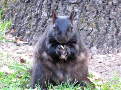 Black Squirrel