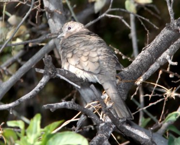 DOVE, INCA (12-2-10) santa gertrudis lane, scc, az -01
