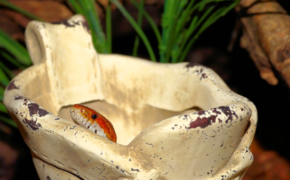 Terrarium reptile scale