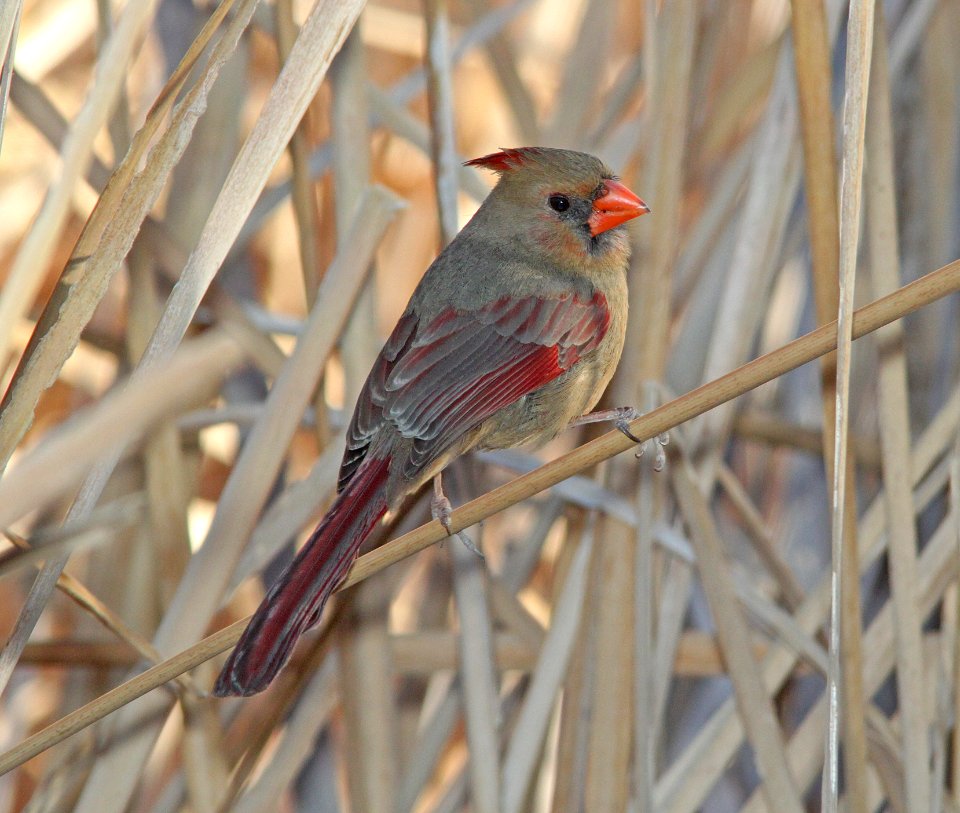 CARDINAL, NORTHERN (3-10-11) patagonia lake, scc, az -01