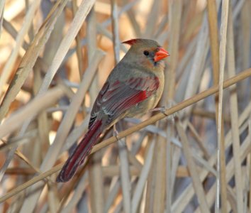 CARDINAL, NORTHERN (3-10-11) patagonia lake, scc, az -01