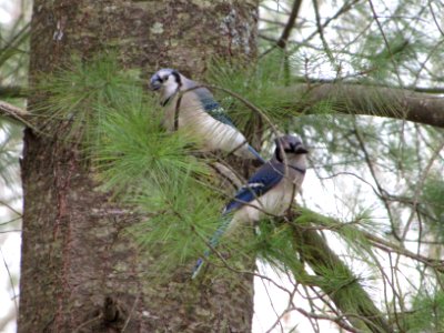 Bluejays