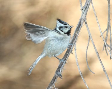 TITMOUSE, BRIDLED (3-10-11) patagonia lake, scc, az -01