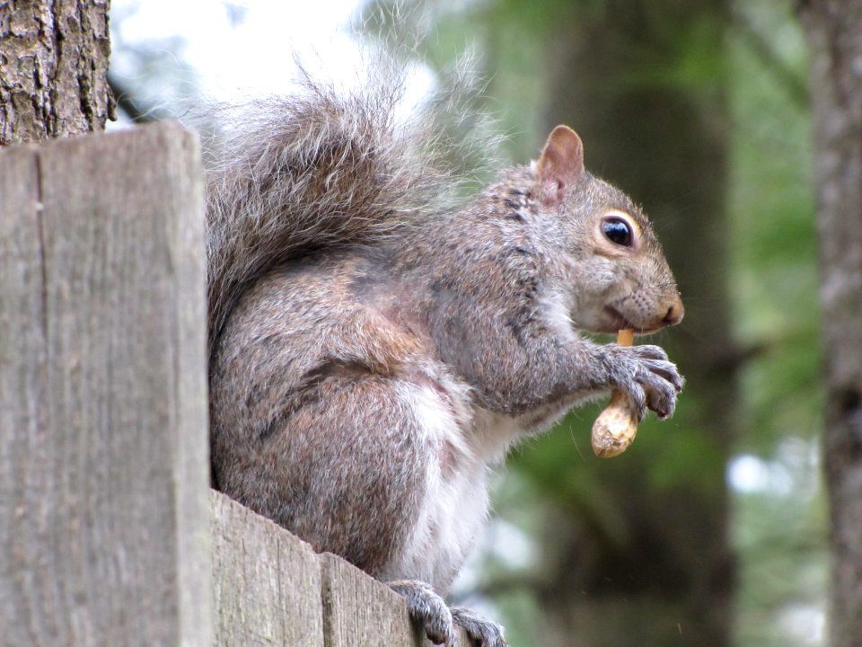 Squirrel on Fence