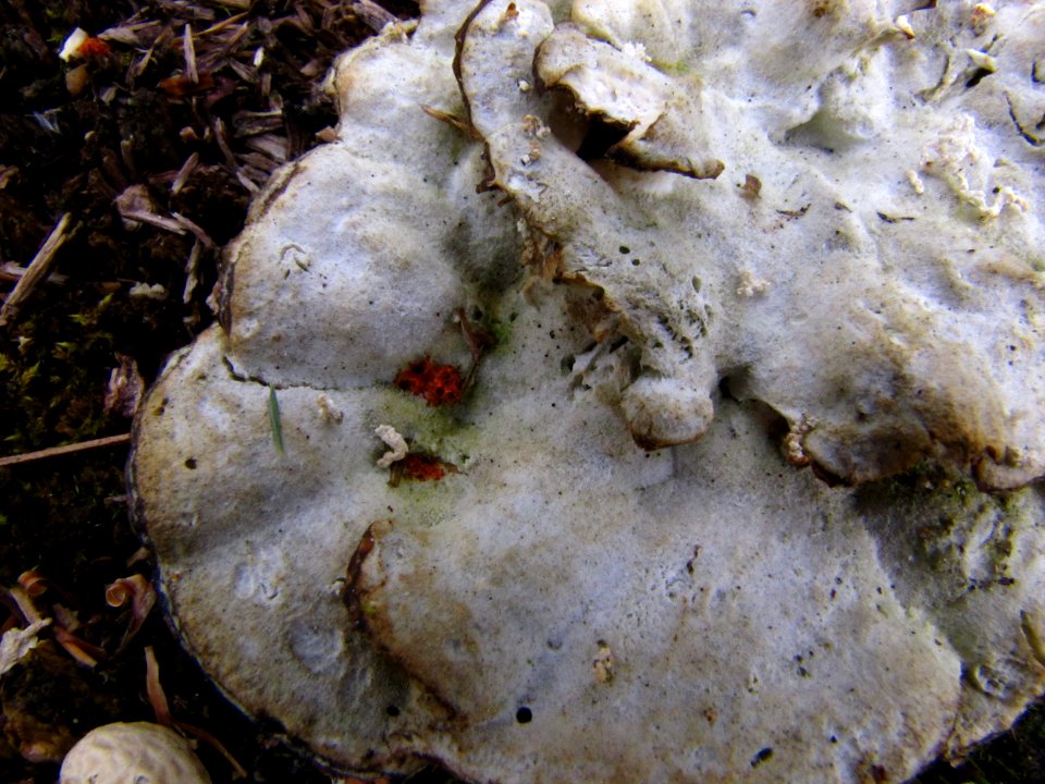 Fungus