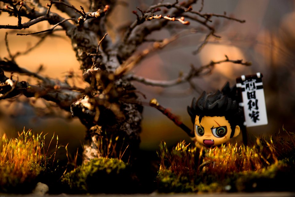bonsai