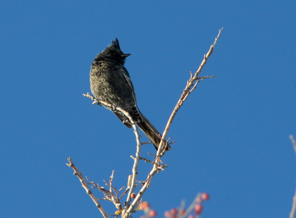 PHAINOPEPLA (12-8-10) santa gertrudis lane, scc, az -01