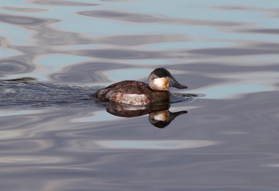 DUCK, RUDDY (12-22-10) patagonia lake, scc, az -03