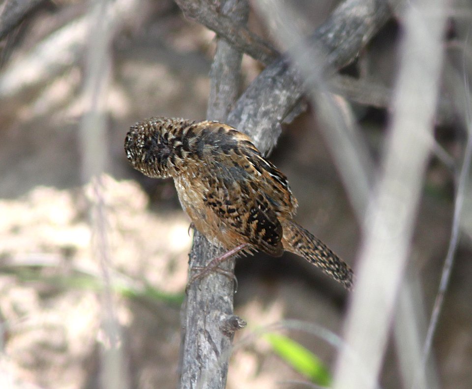 WREN, SEDGE (4-5-11) pena blanca lake, scc, az -  (10)