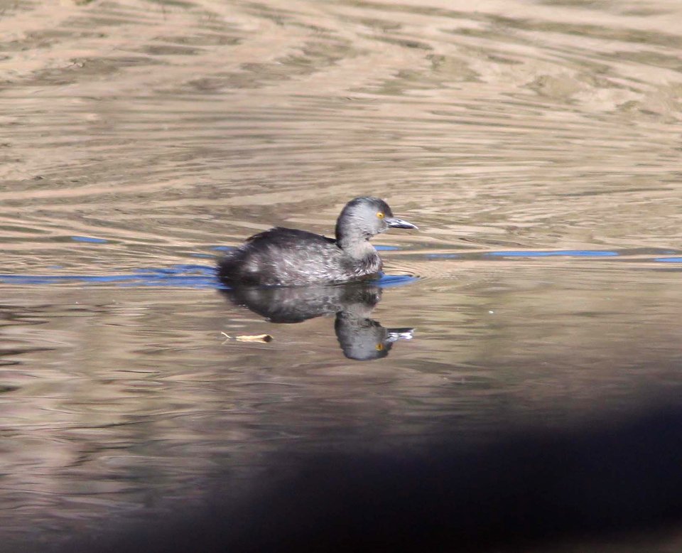 GREBE, LEAST (11-27-10) lower thumb rock cove, pena blanca lake, scc, az -04