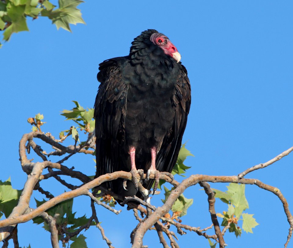 VULTURE, TURKEY (4-6-11) patagonia lake state park, scc, az -01
