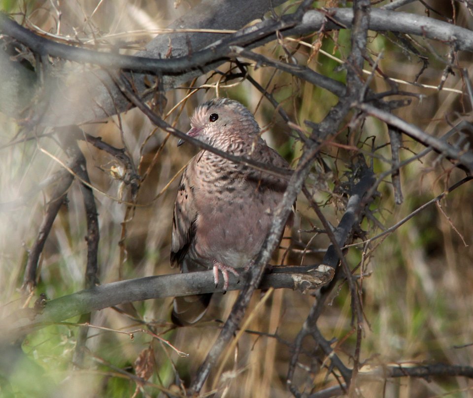 GROUND-DOVE, COMMON (3-28-11) sonoita creek state natural area, scc, az -01