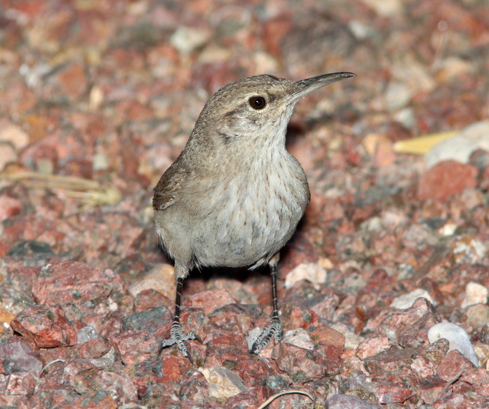 WREN, ROCK (3-30-11) 78 circulo montana, patagonia lake ranch estates, scc, az -03