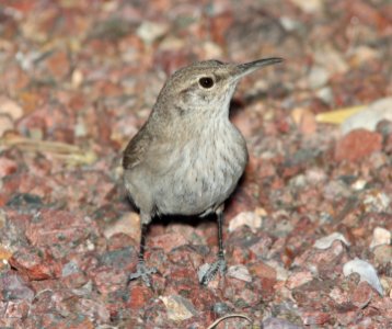 WREN, ROCK (3-30-11) 78 circulo montana, patagonia lake ranch estates, scc, az -03