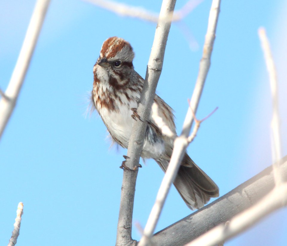 SPARROW, SONG (11-26-10) patagonia lake, scc, az -01