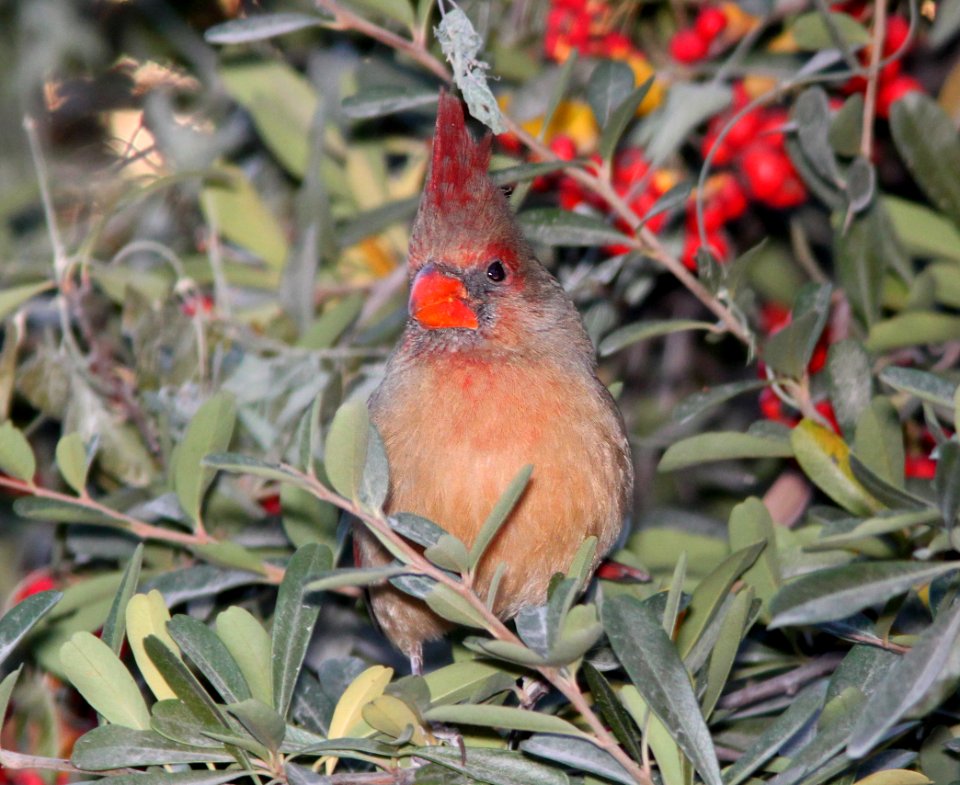 CARDINAL, NORTHERN (12-9-10) santa gertrudis lane, scc, az -03
