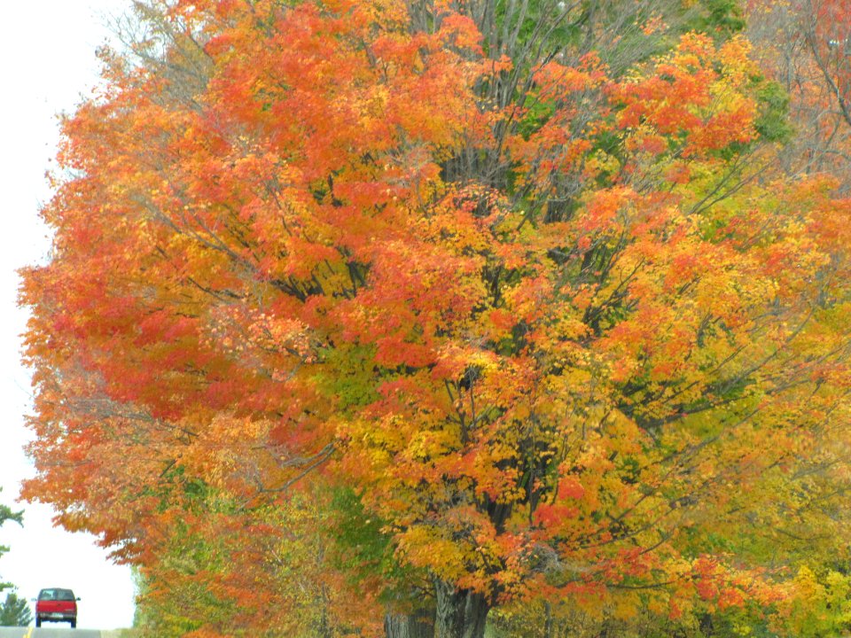 Fall Texture 805
