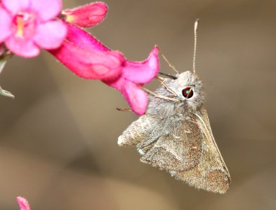 SKIPPER, WHITE-BARRED (Atryrtonopsis pittacus) (3-31-11) pena blanca lake, scc, az -02