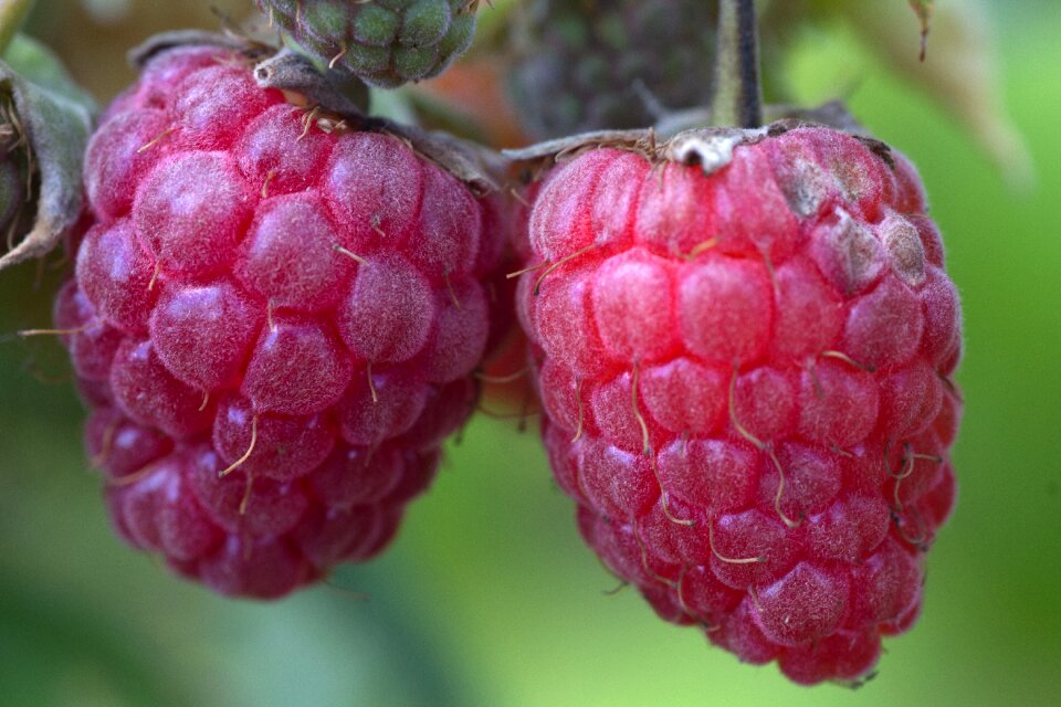 Fruit berry sweet