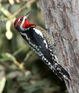 SAPSUCKER, RED-NAPED and RED-BREASTED hybrid (11-2-10) pena blanca lake, scc, az -01 copy