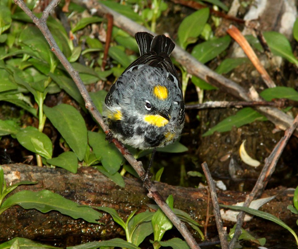 WARBLER, YELLOW-RUMPED (4-10-11) patagonia lake state park, scc, az -02