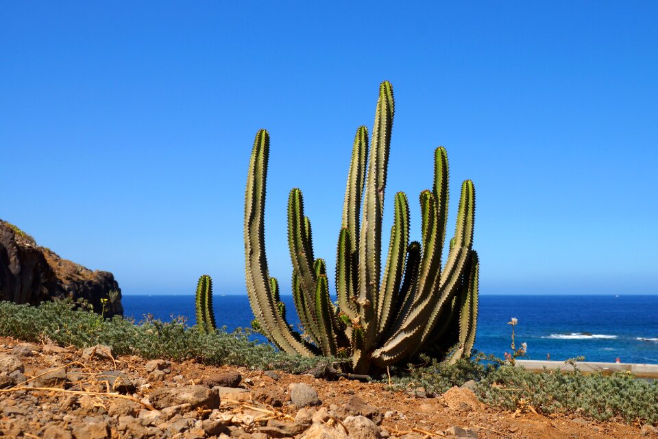 Cactus greenhouse sea sky