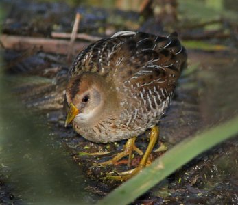 SORA (11-1-10) patagonia lake, scc, az -09 imm