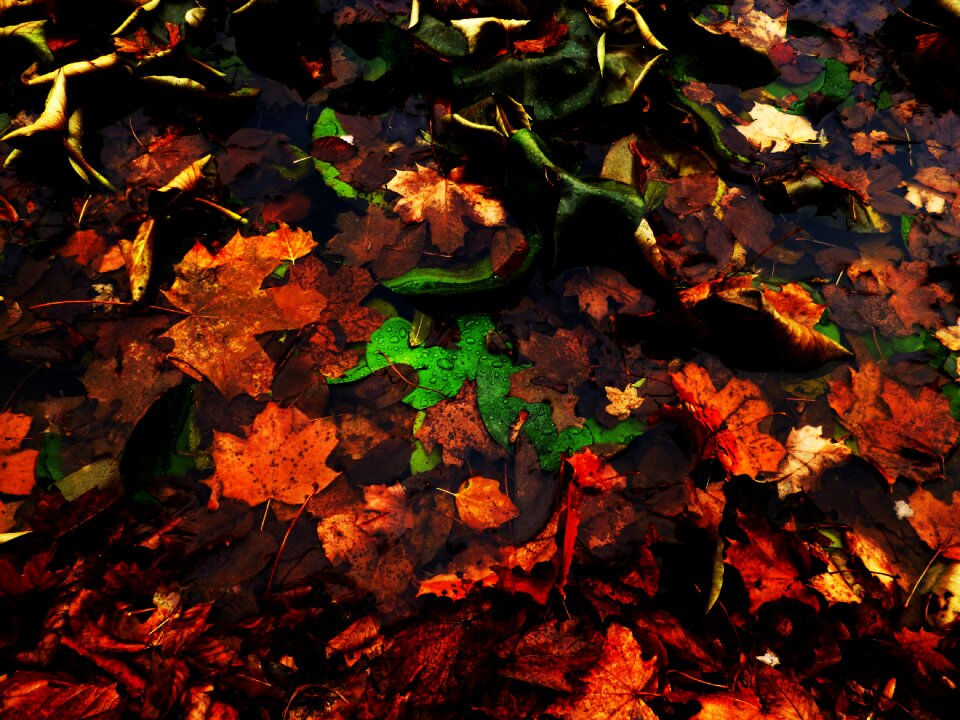 Drops colors nature