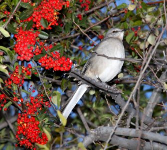 MOCKINGBIRD, NORTHERN (11-28-10) santa gertrudis lane, tubac, scc,az -01