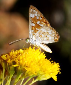 METALMARK, PALMER'S (Apodemia palmeri) (9-2-10) patagonia hills, scc, az -06