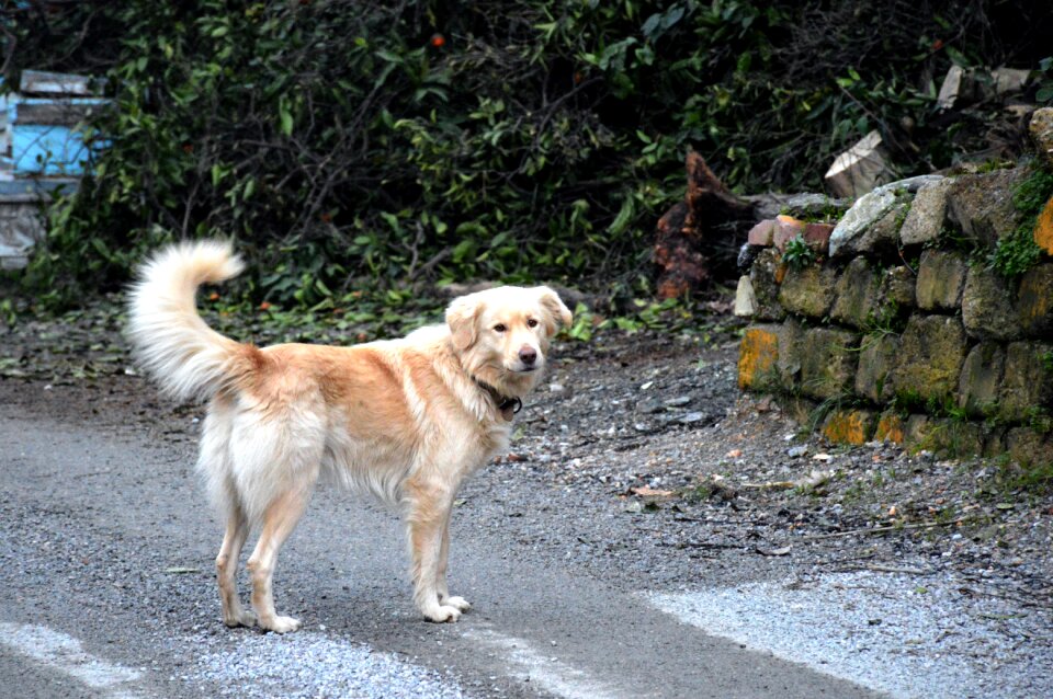 Dog golden retriever turkey
