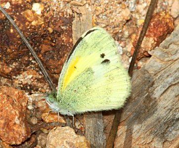 SULPHUR, DAINTY (Nathalis iole) (9-2-10) patagonia hills, scc, az -01