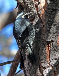 SAPSUCKER, WILLIAMSON'S (11-29-10) humboldt canyon, patagonia hills, scc, az -07 male