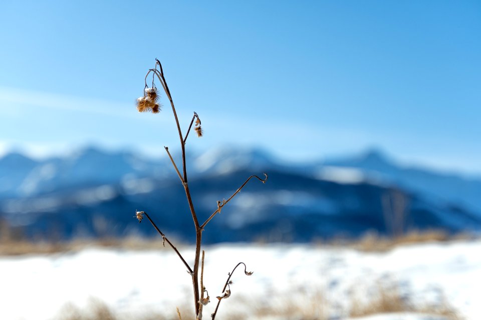 frozen shrub
