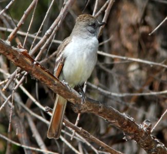 FLYCATCHER, ASH-THROATED (3-22-11) patagonia lake, scc, az -01