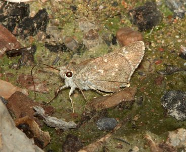 ROADSIDE-SKIPPER, BRONZE (Amblyscirtes aenus (9-1-10) french joe cyn, whetstone mts, az -01