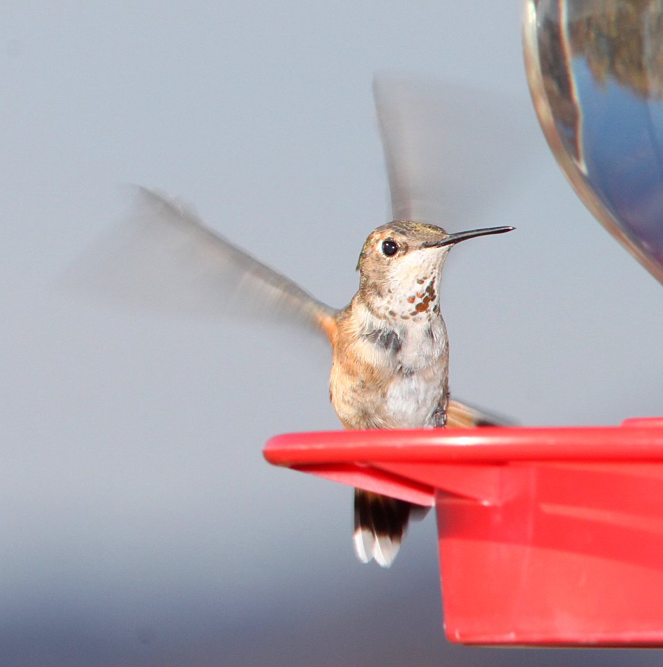 HUMMINGBIRD, RUFOUS (3-17-11) 78 circulo montana, lake patagonia ranch estates, scc, az -01