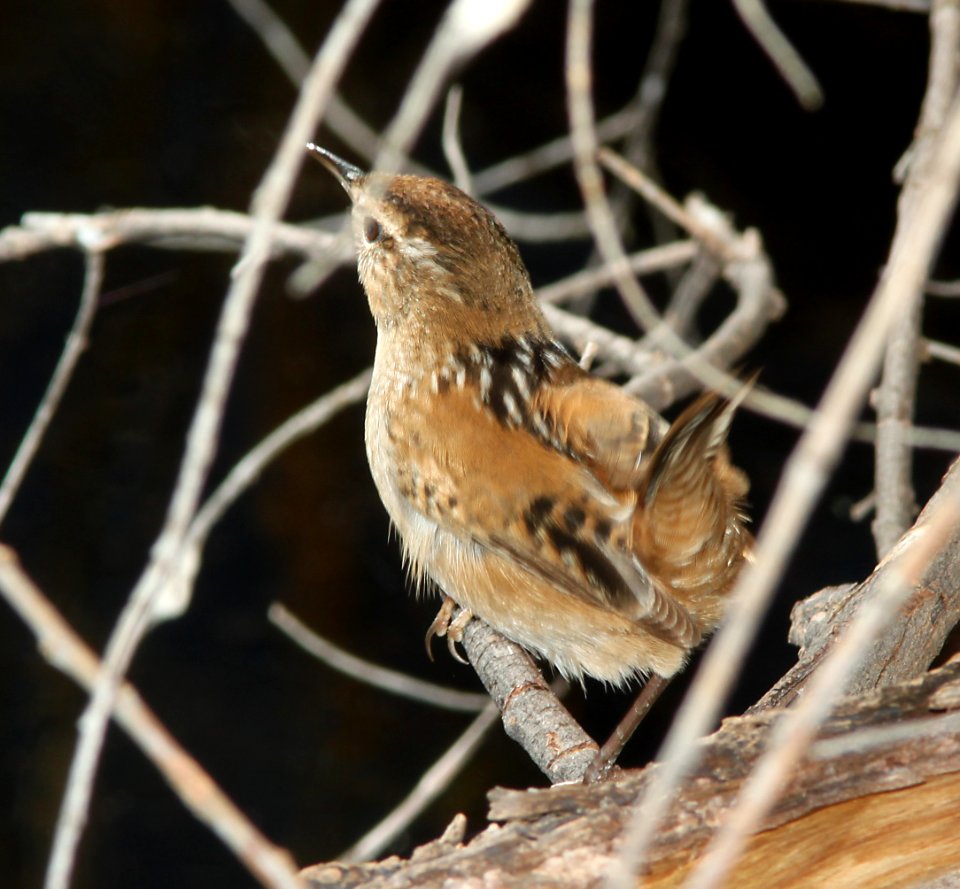 WREN, MARSH (12-11-10) pena blanca lake, scc, az -01