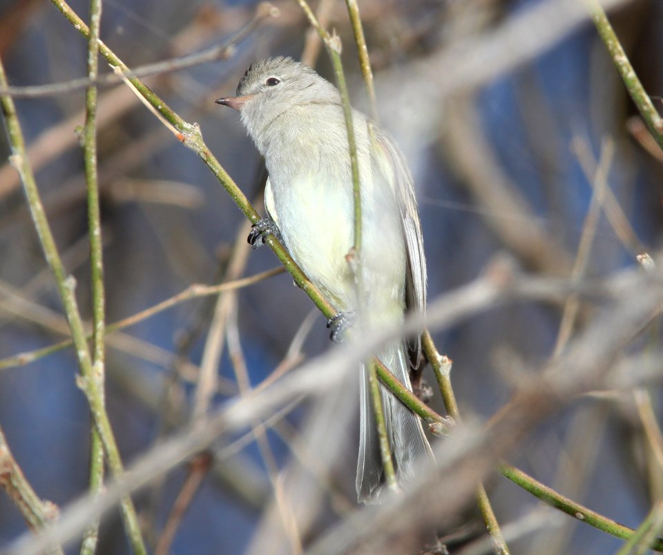 BEARDLESS-TYRANNULET, NORTHERN (3-27-11) patagonia lake, scc, az -01