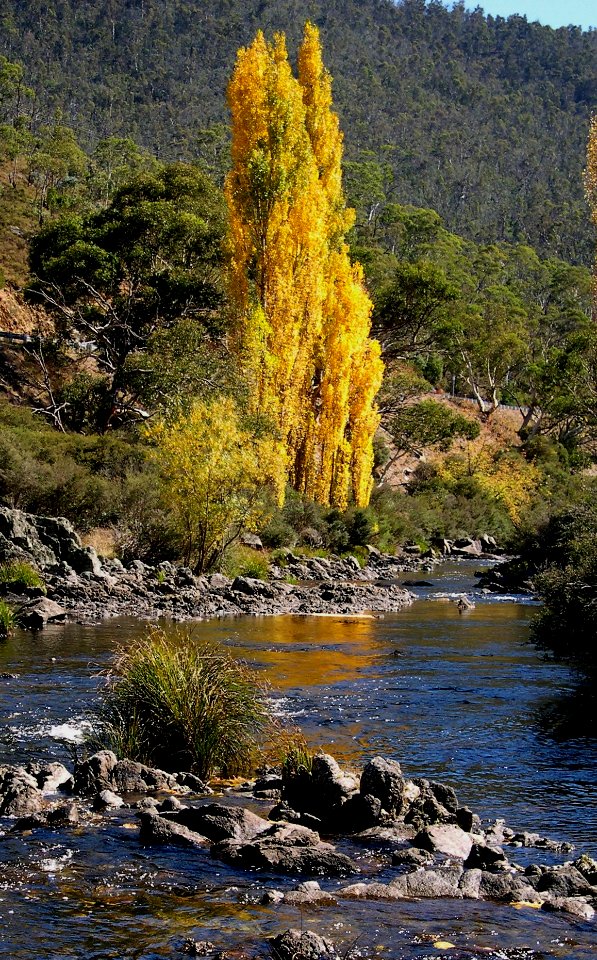Thredbo River - NSW Snowy Mountains