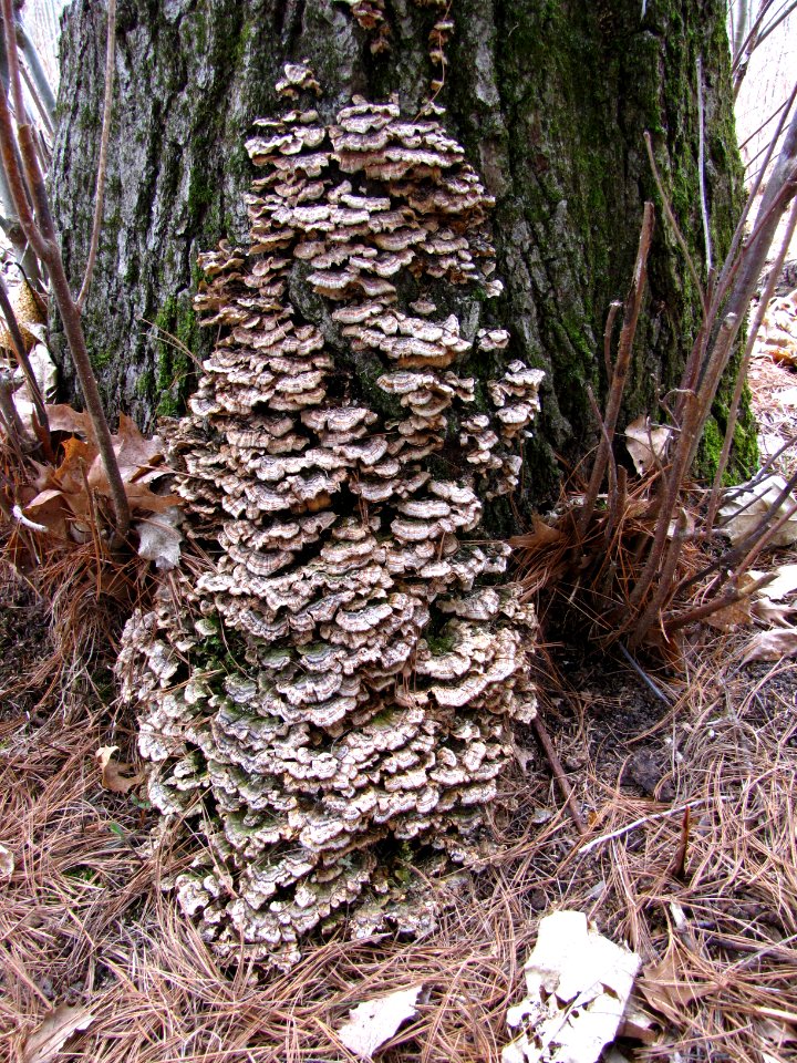 Tree Fungus