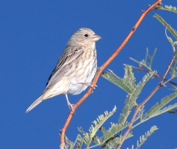 FINCH, HOUSE (10-28-10) kino springs, scc, az -01