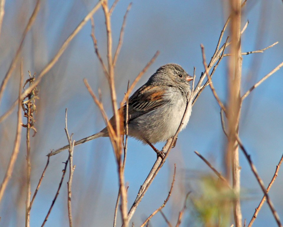 SPARROW, BLACK-CHINNED (3-17-11) sonoita creek state natural area, scc az -01