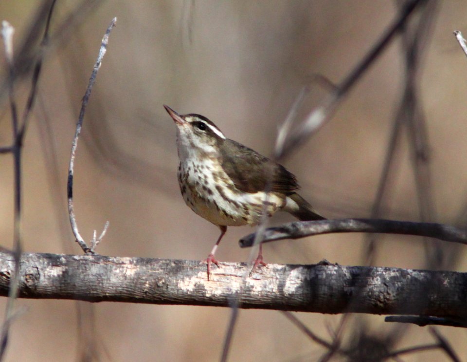 WATERTHRUSH, LOUISIANA (1-11-11) Sonoita Creeek, Patagonia Roadside Rest, scc, az -01a