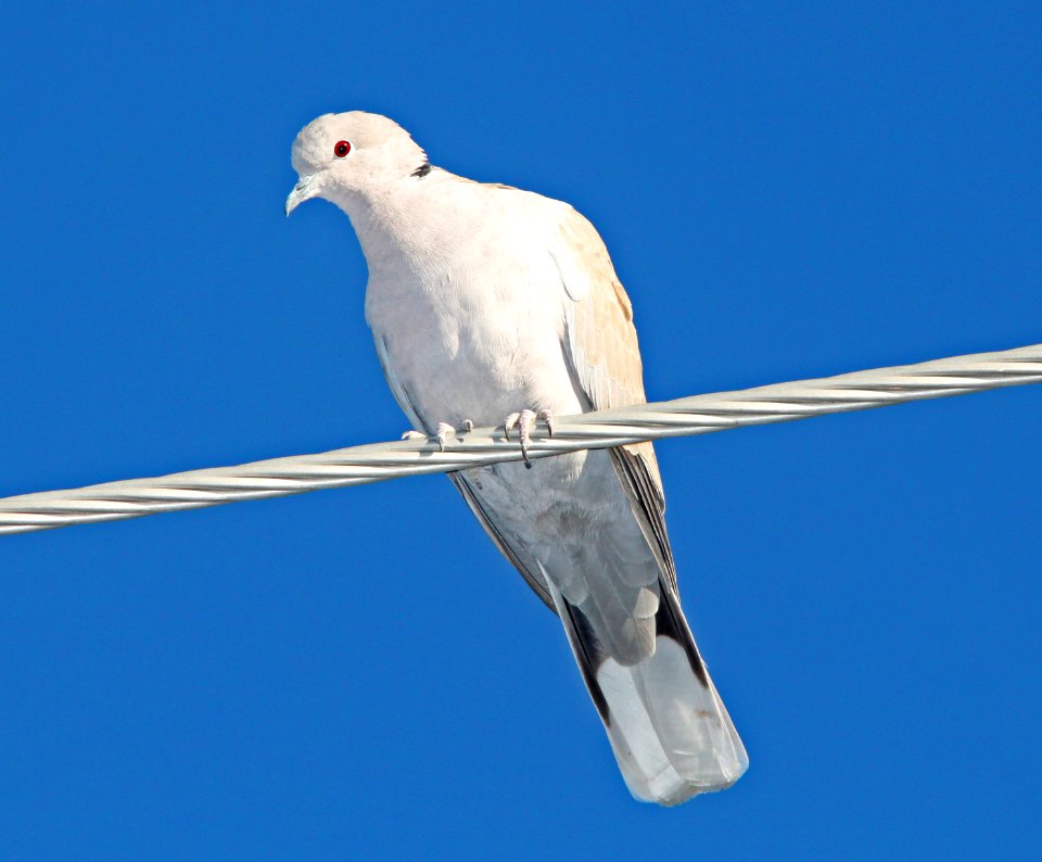 DOVE, EURASIAN COLLARED (12-8-10) santa gertrudis lane, scc, az -01