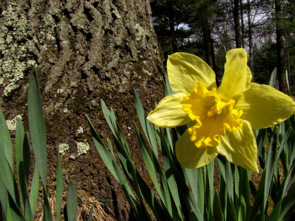 Daffodil