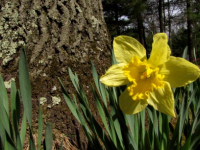 Daffodil
