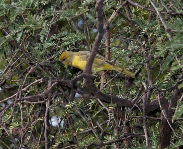 TANAGER, HEPATIC (10-25-10) blue haven rd, patagonia, scc, az -01